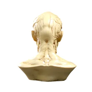 Detailed anatomical human head and neck muscle resin model for medical teaching and art