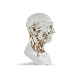 Side view detail of resin human head anatomical muscle model for medical sketch study