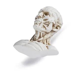 Detailed resin anatomical bust showing superficial muscles of the human head and neck.