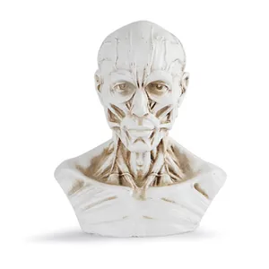 Detailed macro view of white resin human anatomy bust with realistic muscle textures.