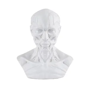 Detailed anatomical human head and shoulder muscle bust for medical study and art sketching