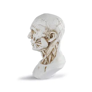 Detailed resin anatomical human head sculpture showing facial and neck musculature