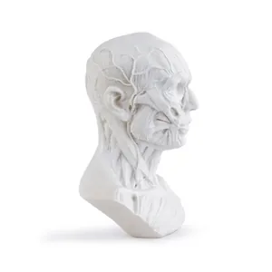 Detailed resin anatomical human head muscle model for medical teaching and art sketching.