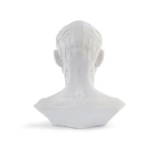 Detailed back view of a white resin anatomical human head and neck muscle model