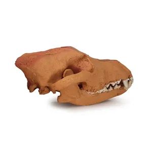 Detailed side view of a realistic 1:1 resin wolf skull model for Halloween decoration.