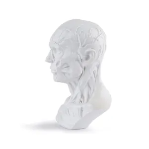 Detailed white resin human head anatomy model for medical teaching and art sketching