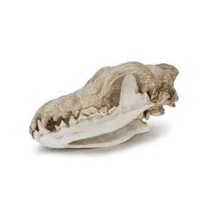 Detailed side view of a realistic 1:1 resin wolf skull replica for Halloween decor