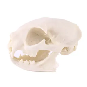 Side profile detail of 1:1 resin wild cat skull replica for scientific education