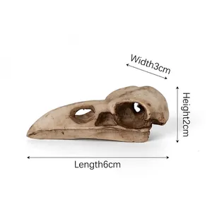 Macro detail view of realistic resin crow skull replica with 6cm length dimensions