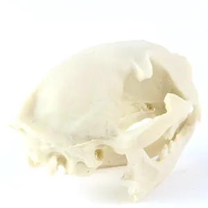 Detailed side view of 1:1 resin wild cat skull model with realistic anatomical features