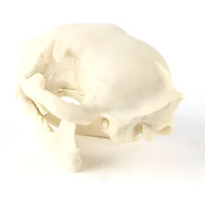 Detailed side view of a 1:1 scale resin replica of a wild cat animal skull model