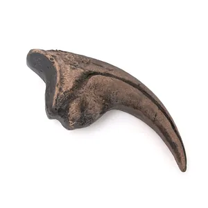Detailed macro view of a realistic resin velociraptor dinosaur claw fossil replica for display