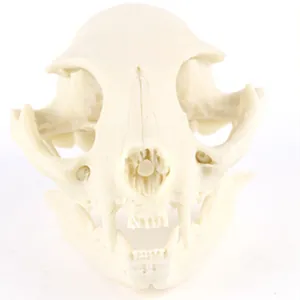 Detailed view of a 1:1 scale resin wild cat skull model for educational display