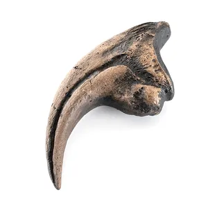 Detailed resin velociraptor claw replica with realistic fossil texture and finish.