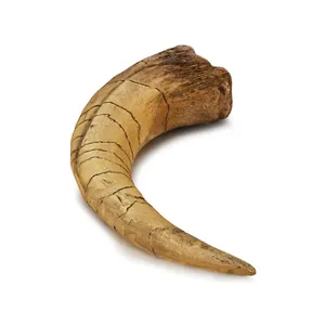 Réplique réaliste de griffe de dinosaure Monolophosaurus en résine pour Halloween déco