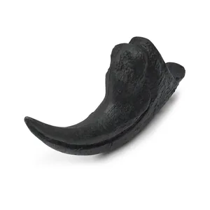 Detailed macro view of a realistic black textured Velociraptor claw fossil replica.