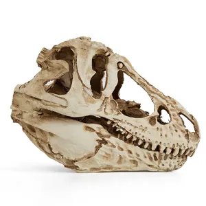 Detailed resin realistic T-Rex dinosaur skull replica model for science education display