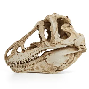 Detailed T-Rex dinosaur skull fossil replica model for educational science display purposes.