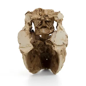 Detailed view of the internal structure of a realistic resin T-Rex skull model.