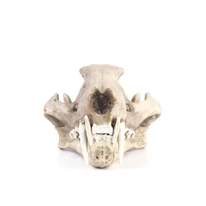 Detalle de cráneo de leopardo longibando de resina para Halloween y educación.