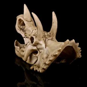 Vista detallada de un cráneo de dinosaurio Triceratops para decoración de acuarios