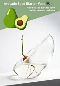 Close-up of a clear glass avocado seed starter vase with a sprouting pit growing roots