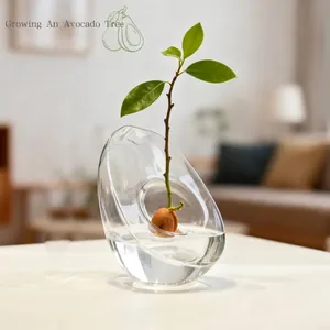 Avocado Seed Starter Vase High Borosilicate Glass Hydroponic Planter Avocado Growing Kit Clear Glass Decorative Vase Home Decor