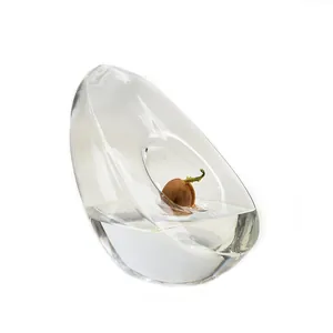 Avocado shaped clear glass hydroponic vase for seed germination and plant growth