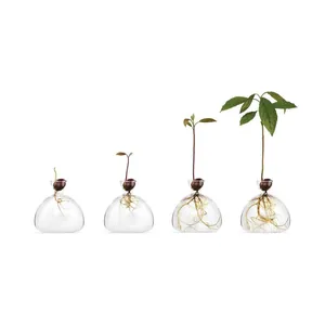 Detailed sequence of avocado plant growth stages in a clear glass hydroponic vase
