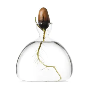 Close-up of sprouted avocado seed roots inside a clear glass hydroponic planter