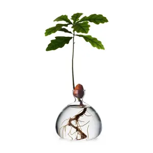 Close-up of a glass hydroponic vase with a sprouting seed and visible root system