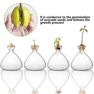 Detailed view of transparent glass avocado hydroponic vases showing seed growth stages