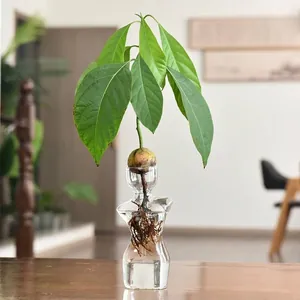 Minimalist Human Body Art Torso Glass Vase Transparent High Borosilicate Hydroponic Vase for Avocado Seeds Desktop Decorative Vases