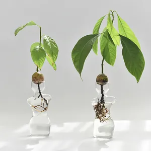 Minimalist human torso glass vase designed for avocado seed hydroponic growth