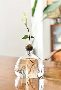 Close-up of minimalist Japanese glass vase for avocado hydroponic seed sprouting