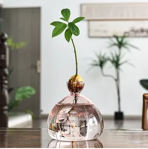 Detailed view of an avocado pit sprouting in a pink glass hydroponic vase