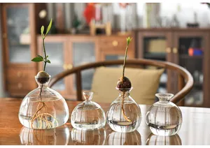 Japanese style avocado hydroponic glass vases for seed growing and gardening decor.
