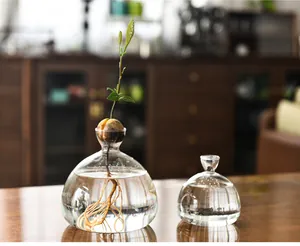 Macro view of avocado seed sprouting roots inside a clear glass hydroponic vase set