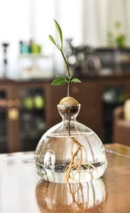 Close-up of a clear Japanese style glass vase for avocado seed hydroponic growth.
