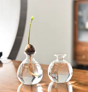 Close-up of avocado seed sprouting in a clear Japanese style hydroponic glass vase