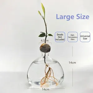 Detailed view of the clear avocado hydroponic vase with dimensions 14cm by 14cm.