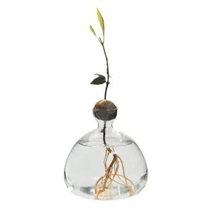 Minimalist clear glass hydroponic avocado seed starter vase for home gardening