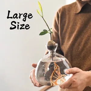 Large clear glass hydroponic vase for growing avocado seeds, lifestyle display.