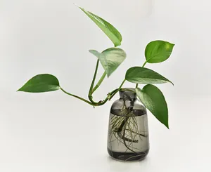 Close-up of a minimalist smoke gray glass vase holding a hydroponic pothos plant