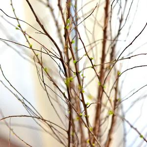 Branches de saule des neiges fraîches avec petits bourgeons verts pour vase élégant