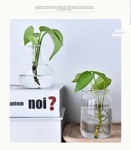 Detailed view of two minimalist transparent glass vases with hydroponic green plants.