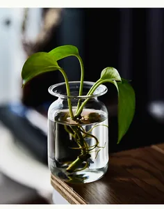 Detailed view of a minimalist transparent glass vase with a hydroponic green plant.