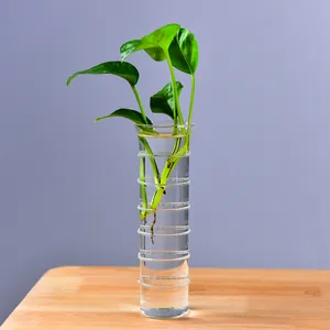 Nordische transparente zylindrische Glasvase für Hydrokulturpflanzen und Blumen