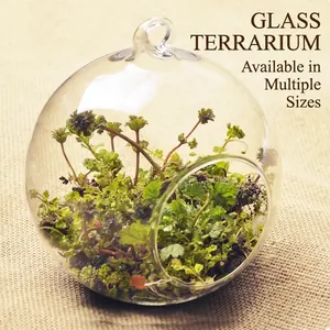 Clear round hanging glass terrarium vase for micro landscape succulent moss plants