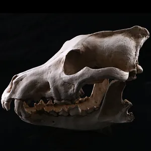 Close-up view of the detailed resin animal skull model showing realistic bone texture.